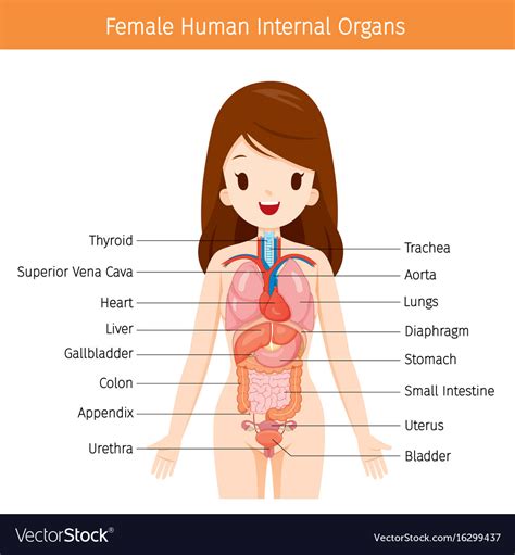 Female Organs Chart
