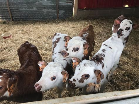 Ferme de LIBAT à Pey