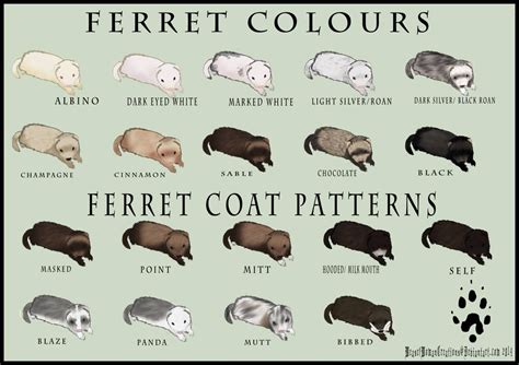 Ferret Colour Chart