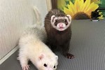 Ferrets for Sale Near Me