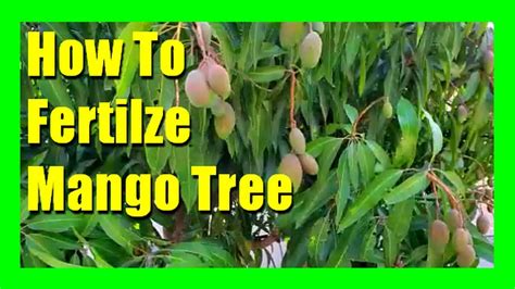 Fertilizing Your Mexican Mango Tree