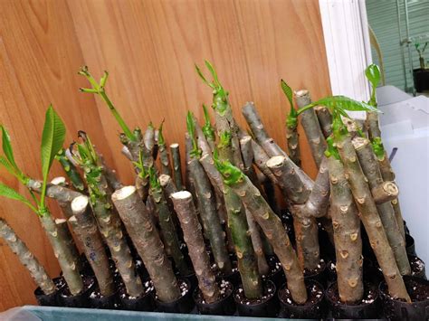 Fertilizing Plumeria Cutting
