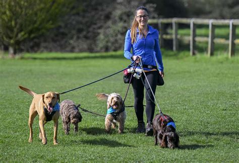 Fetch Dog Walking & Training Ltd
