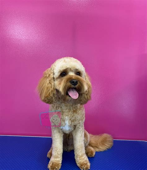 Fetch22 dog grooming & boutique