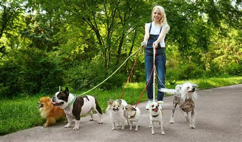 Finandfriends dogwalking and petservices