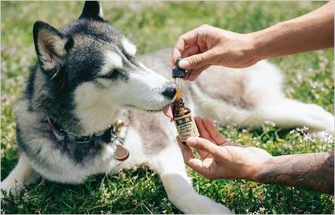 Finding the Best CBD Gummies for Dogs: A Comprehensive Guide to Canine Health and Wellness