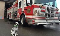 Fire Truck Dog