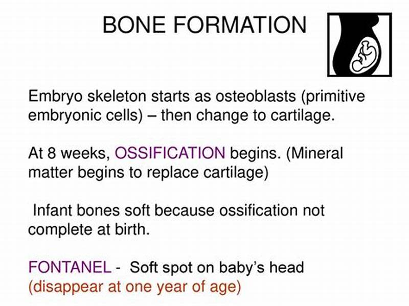 First Bone To Form In Embryo