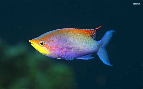 Fish&chips île de nantes à Nantes