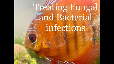 Fish Bacterial Infections