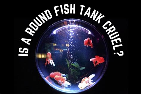 Fish Tank Conclusion