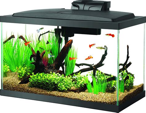 affordable fish tank starter kit