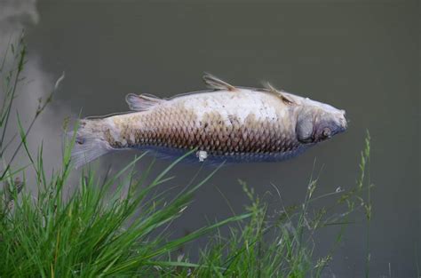 Fish killed for food