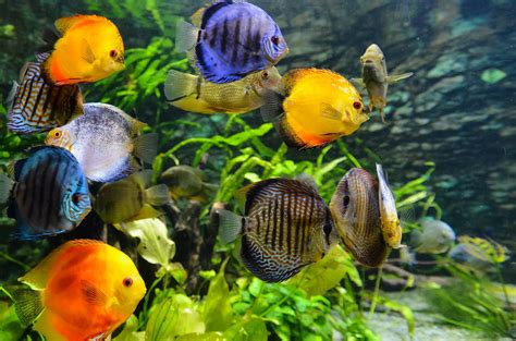 Fishes for an aquarium