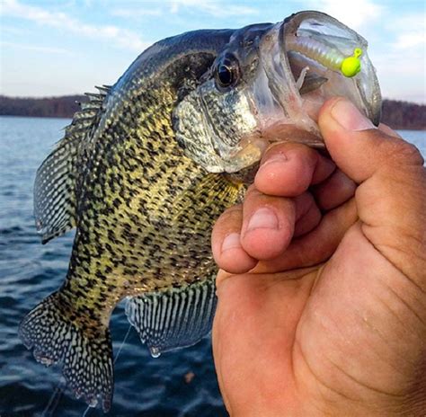 Tight Line Fishing Tactics for Crappie