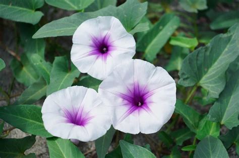 Fleurs de Lune à Condette