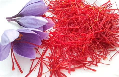 FloraSimple à Rabastens