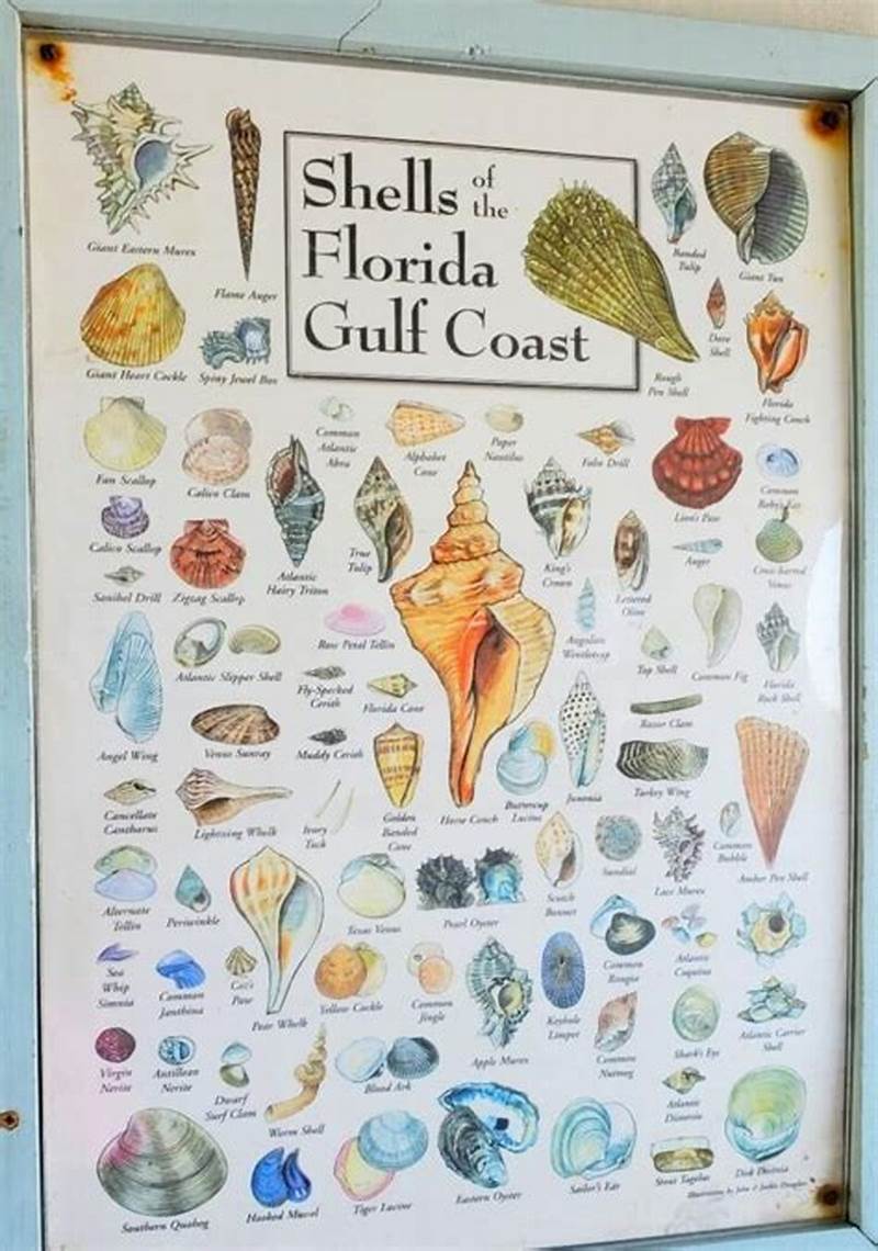Florida Shell Identification Chart