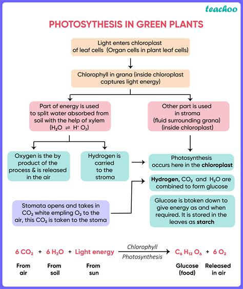 Flow Chart Photosynthesis
