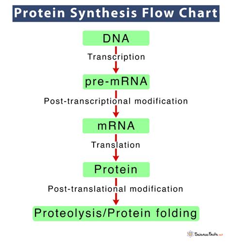 Flow Chart To Outline The Process Of Protein Synthesis