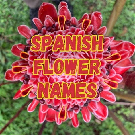Flower-In-Spanish
