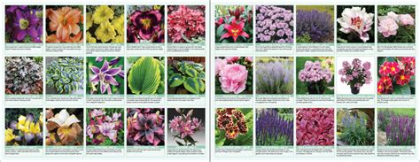 Flower Ordering Catalogs
