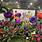 Flower-Show-2017