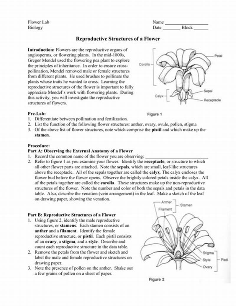 Flower Structure And Reproduction Coloring Key