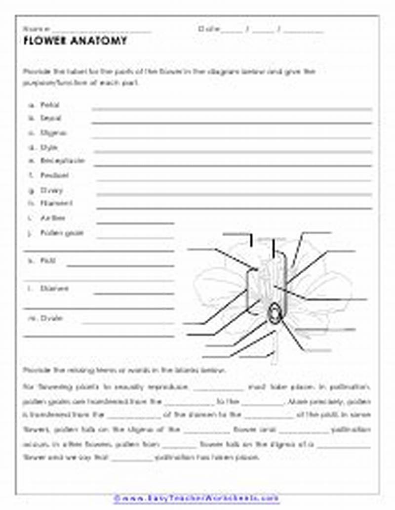 Flower Structure And Reproduction Worksheet Answers Coloring