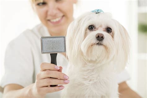 Fluffy Touch - Pet Grooming At Home