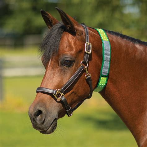 Fly Collars & Gifts