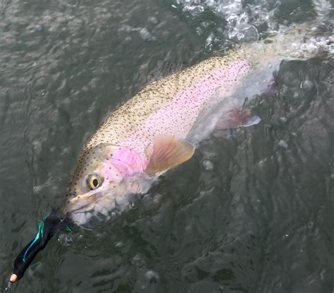 Fly Fishing In Rocky River