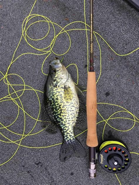 Fly Fishing for Crappie Fishing Tactics