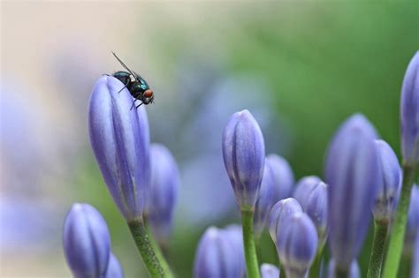 Fly with Lily 