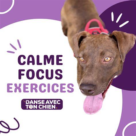 Focus chien à Lapte