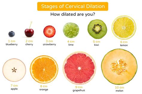 Food Dilation Chart