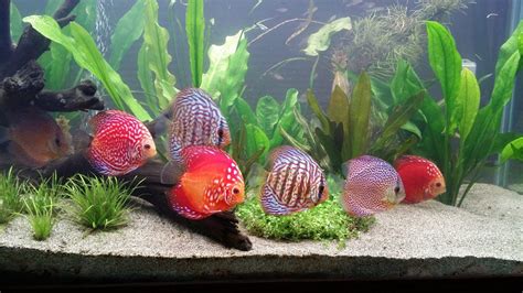Foods for Discus