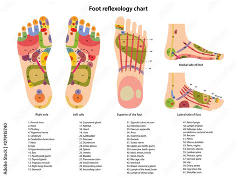 Foot Chart Chinese Medicine