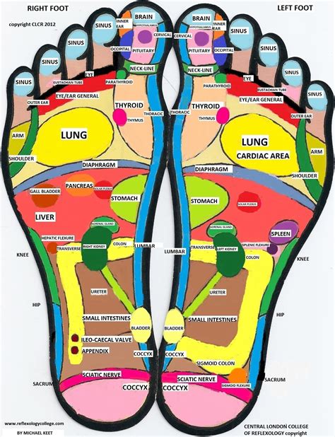 Foot Map Reflexology Chart