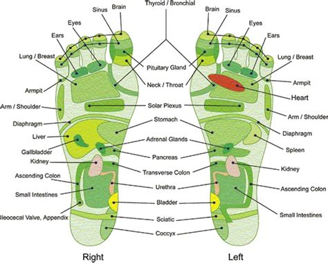 Foot Massage Points Chart