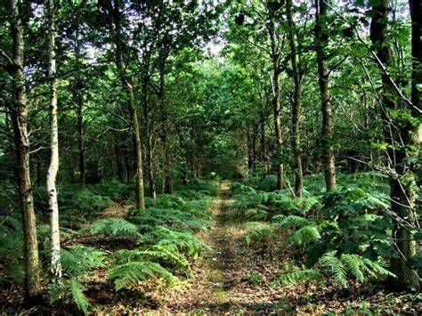 Forêt de la Londe-Rouvray à Oissel