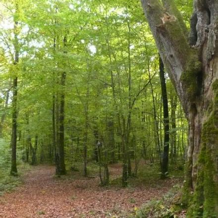 Foret de Chaource à Chaource