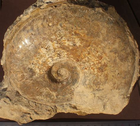 Fossil à Caen