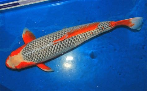 Four-Color Koi Fish