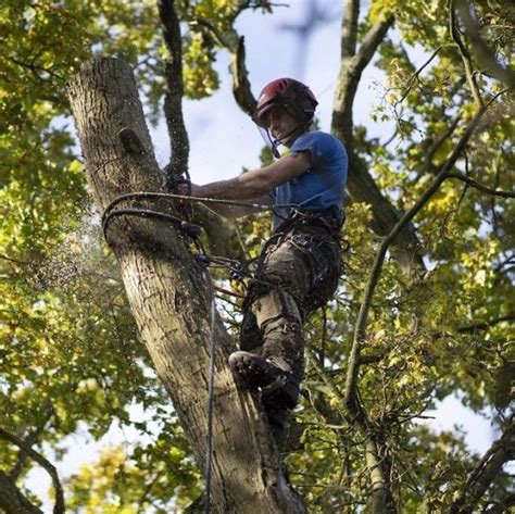 Foxes Tree Services & Son Ltd