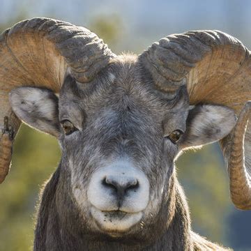 Framingham State University Course Catalog