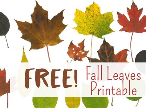 Free Autumn Leaf Printables