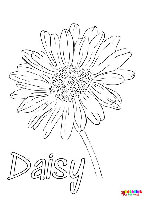 Free Printable Daisy Coloring Pages