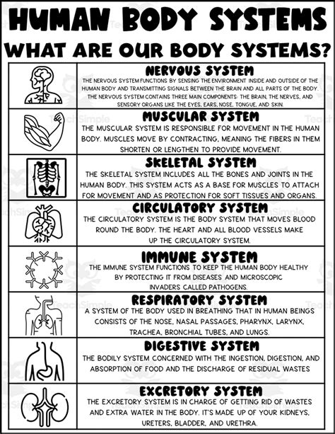Free Printable Human Body Systems Worksheets
