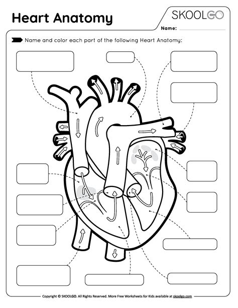 Free Printable Human Heart Worksheets